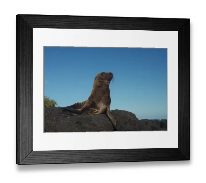 Framed Print : Galapagos Sealion Pup (Zalophus wollebaeki) GALAPAGOS, ECUADOR. South America Framed Print : Galapagos Sealion Pup (Zalophus wollebaeki) GALAPAGOS, ECUADOR. South America
