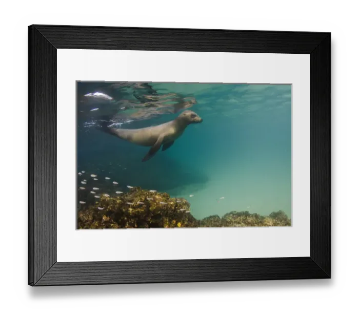 Framed Print : Galapagos Sealion (Zalophus wollebaeki) underwater GALAPAGOS, ECUADOR Framed Print : Galapagos Sealion (Zalophus wollebaeki) underwater GALAPAGOS, ECUADOR