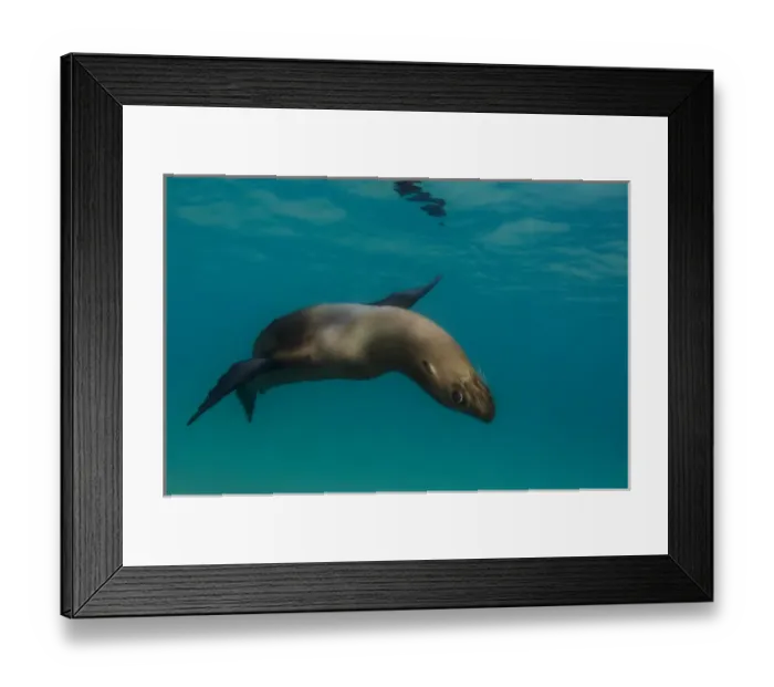 Framed Print : Galapagos Sealion (Zalophus wollebaeki) underwater GALAPAGOS, ECUADOR Framed Print : Galapagos Sealion (Zalophus wollebaeki) underwater GALAPAGOS, ECUADOR
