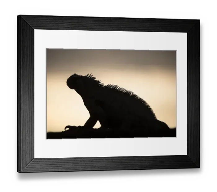 Framed Print : Marine Iguana (Amblyrhynchus cristatus) GALAPAGOS ISLANDS ECUADOR Framed Print : Marine Iguana (Amblyrhynchus cristatus) GALAPAGOS ISLANDS ECUADOR