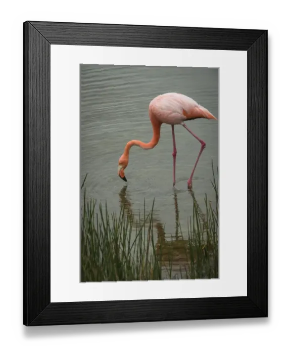 Framed Print : Greater Flamingo (Phoenicopterus ruber) Punta Moreno Isabela Island
