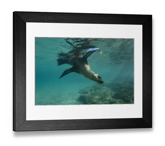 Framed Print : Galapagos Sealion (Zalophus wollebaeki) underwater GALAPAGOS, ECUADOR Framed Print : Galapagos Sealion (Zalophus wollebaeki) underwater GALAPAGOS, ECUADOR