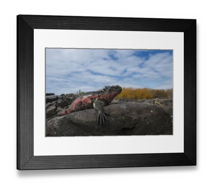 Framed Print : Marine Iguana (Amblyrhynchus cristatus) GALAPAGOS ISLANDS ECUADOR Framed Print : Marine Iguana (Amblyrhynchus cristatus) GALAPAGOS ISLANDS ECUADOR