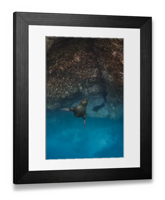 Framed Print : Galapagos Sealion (Zalophus wollebaeki) underwater GALAPAGOS, ECUADOR