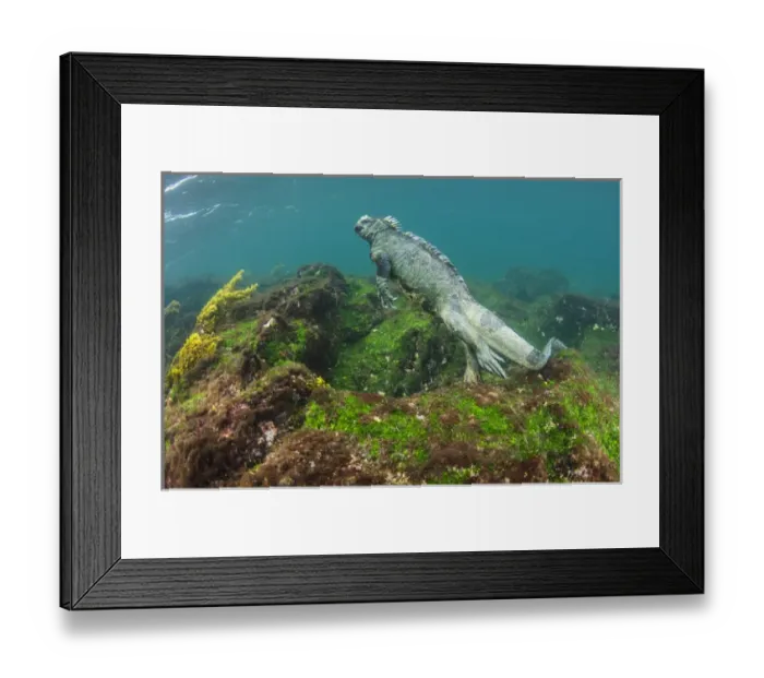 Framed Print : Marine Iguana (Amblyrhynchus cristatus) underwater Fernandina Island