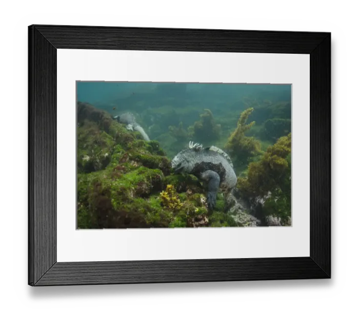Framed Print : Marine Iguana (Amblyrhynchus cristatus) underwater Fernandina Island