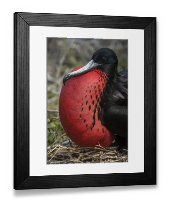 Framed Print : Magnificent Frigatebird (Fregata magnificens) Male with pouch inflated