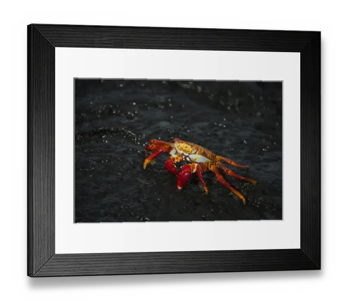 Framed Print : Sally Lightfoot Crab (Grapsus grapsus) GALAPAGOS ISLANDS, Ecuador, South America Framed Print : Sally Lightfoot Crab (Grapsus grapsus) GALAPAGOS ISLANDS, Ecuador, South America