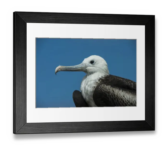 Framed Print : Magnificent Frigatebird (Fregata magnificens) Juvenile GALAPAGOS ISLANDS Framed Print : Magnificent Frigatebird (Fregata magnificens) Juvenile GALAPAGOS ISLANDS