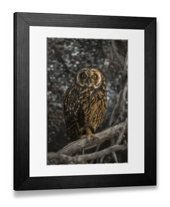 Framed Print : Short-eared Owl (Asio flammeus galapagoensis) Tower Island Genovesa Island Framed Print : Short-eared Owl (Asio flammeus galapagoensis) Tower Island Genovesa Island