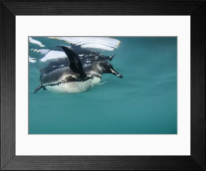 Framed Print : Galapagos Penguin (Spheniscus mendiculus) GALAPAGOS ISLANDS ECUADOR Framed Print : Galapagos Penguin (Spheniscus mendiculus) GALAPAGOS ISLANDS ECUADOR