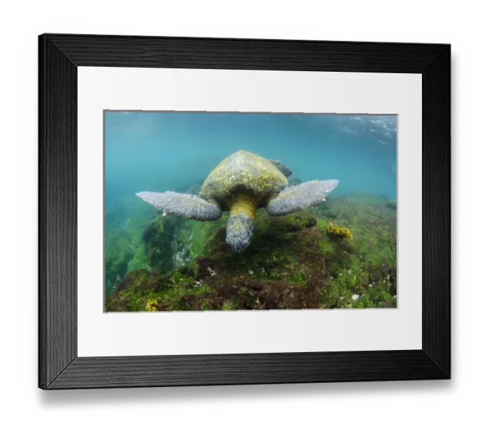 Framed Print : Galapagos Green Sea Turtle (Chelonia mydas agassizi) underwater GALAPAGOS ISLANDS Framed Print : Galapagos Green Sea Turtle (Chelonia mydas agassizi) underwater GALAPAGOS ISLANDS