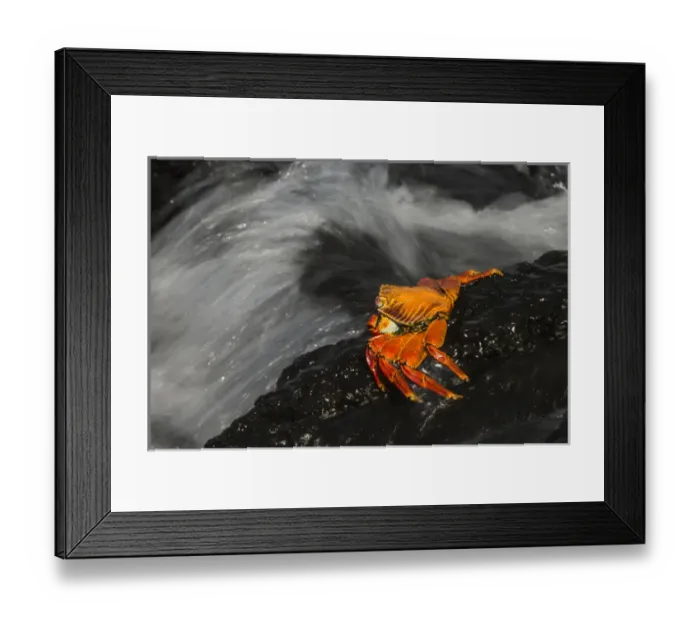 Framed Print : Sally Lightfoot Crab (Grapsus grapsus) GALAPAGOS ISLANDS, Ecuador, South America