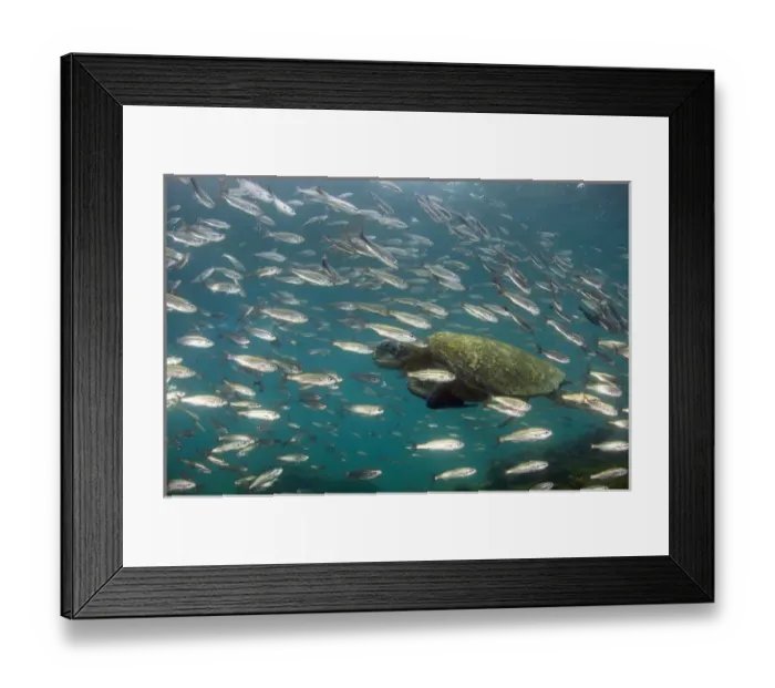 Framed Print : Galapagos Green Sea Turtle (Chelonia mydas agassizi) underwater GALAPAGOS ISLANDS Framed Print : Galapagos Green Sea Turtle (Chelonia mydas agassizi) underwater GALAPAGOS ISLANDS