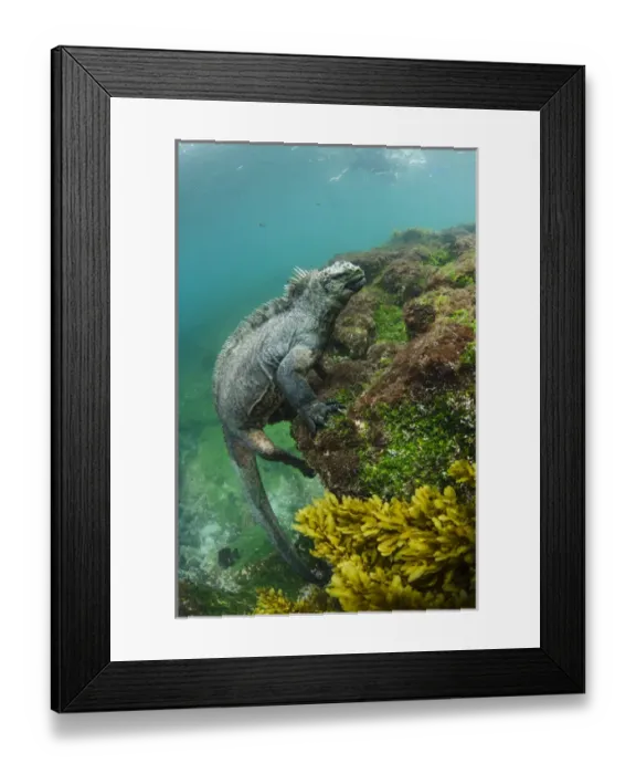 Framed Print : Marine Iguana (Amblyrhynchus cristatus) underwater Fernandina Island Framed Print : Marine Iguana (Amblyrhynchus cristatus) underwater Fernandina Island