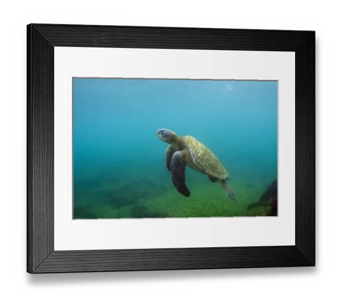 Framed Print : Galapagos Green Sea Turtle (Chelonia mydas agassizi) underwater GALAPAGOS ISLANDS Framed Print : Galapagos Green Sea Turtle (Chelonia mydas agassizi) underwater GALAPAGOS ISLANDS