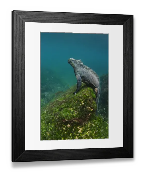 Framed Print : Marine Iguana (Amblyrhynchus cristatus) underwater Fernandina Island Framed Print : Marine Iguana (Amblyrhynchus cristatus) underwater Fernandina Island