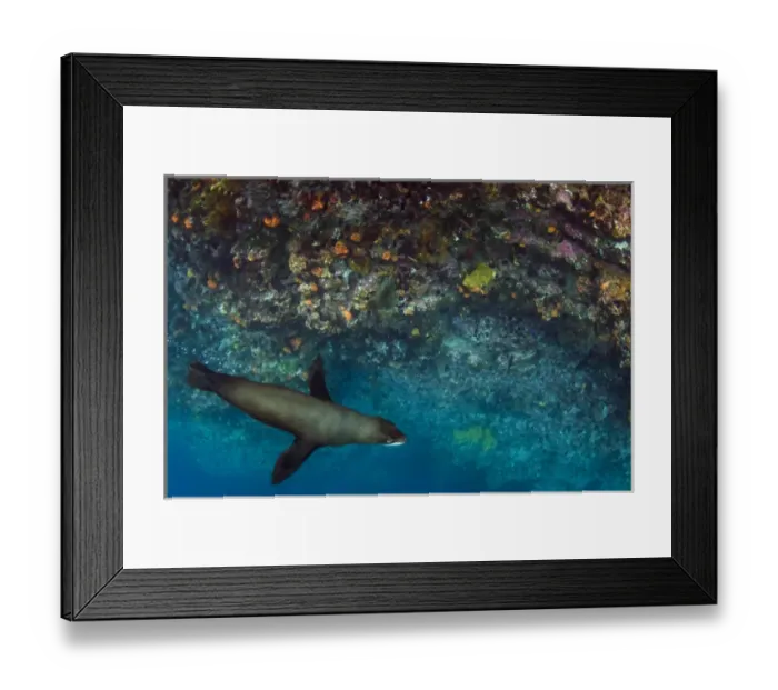 Framed Print : Galapagos Fur Seal (Arctocephalus galapagoensis) GALAPAGOS ISLANDS Framed Print : Galapagos Fur Seal (Arctocephalus galapagoensis) GALAPAGOS ISLANDS
