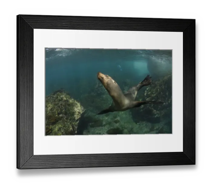 Framed Print : Galapagos Sealion (Zalophus wollebaeki) underwater GALAPAGOS, ECUADOR Framed Print : Galapagos Sealion (Zalophus wollebaeki) underwater GALAPAGOS, ECUADOR