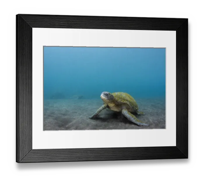 Framed Print : Galapagos Green Sea Turtle (Chelonia mydas agassizi) underwater GALAPAGOS ISLANDS Framed Print : Galapagos Green Sea Turtle (Chelonia mydas agassizi) underwater GALAPAGOS ISLANDS