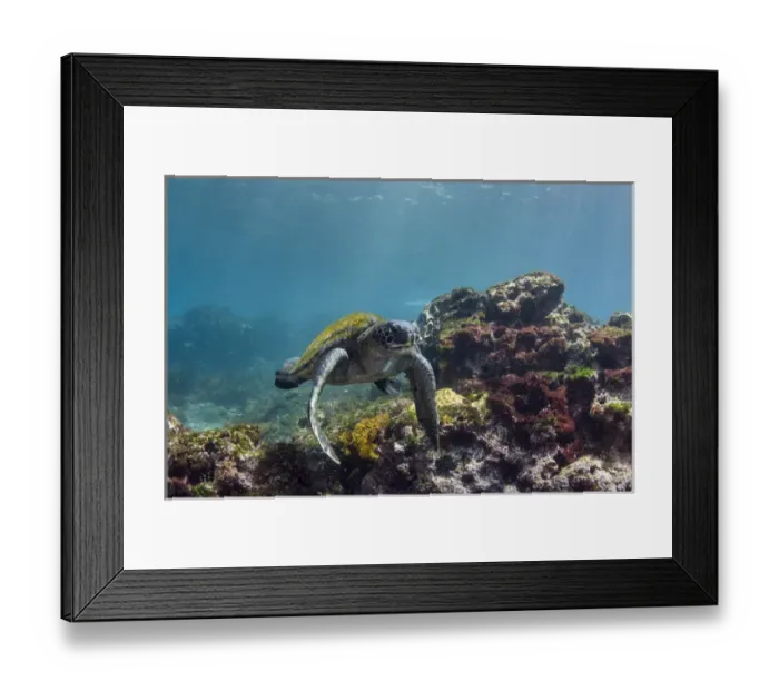 Framed Print : Galapagos Green Sea Turtle (Chelonia mydas agassizi) underwater GALAPAGOS ISLANDS Framed Print : Galapagos Green Sea Turtle (Chelonia mydas agassizi) underwater GALAPAGOS ISLANDS