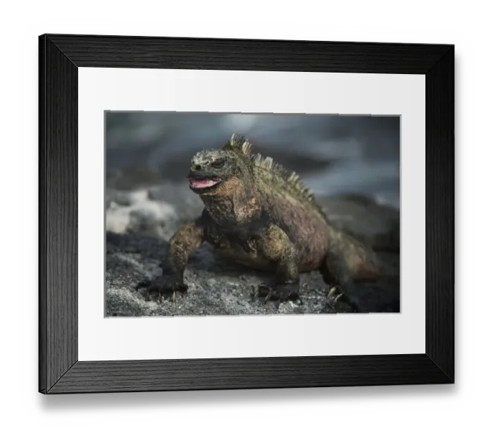 Framed Print : Marine Iguana (Amblyrhynchus cristatus) Fernandina Island GALAPAGOS ISLANDS Framed Print : Marine Iguana (Amblyrhynchus cristatus) Fernandina Island GALAPAGOS ISLANDS