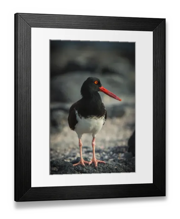 Framed Print : American Oystercatcher (Haematopus palliatus galapagensis) GALAPAGOS ISLANDS Framed Print : American Oystercatcher (Haematopus palliatus galapagensis) GALAPAGOS ISLANDS