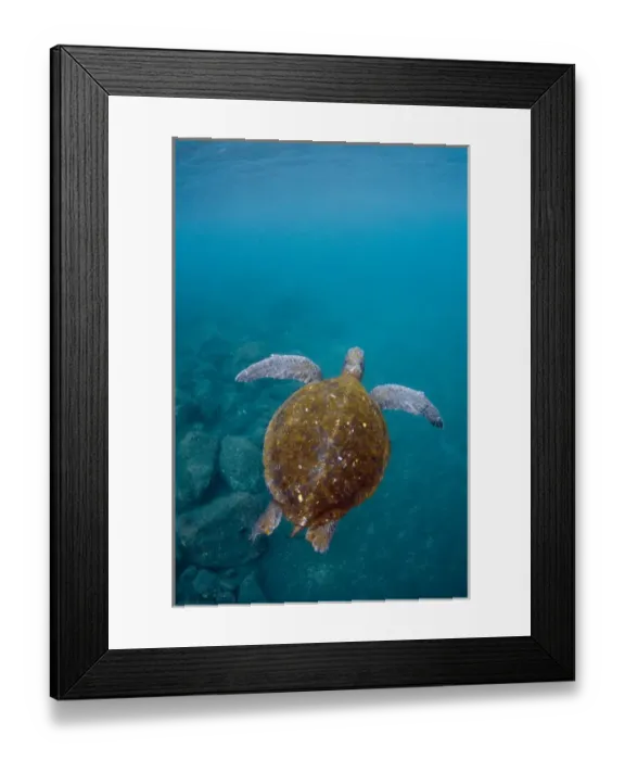 Framed Print : Galapagos Green Sea Turtle (Chelonia mydas agassizi) underwater GALAPAGOS ISLANDS Framed Print : Galapagos Green Sea Turtle (Chelonia mydas agassizi) underwater GALAPAGOS ISLANDS