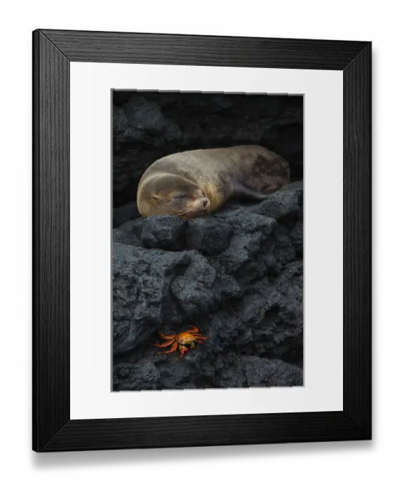Framed Print : Galapagos Fur Seal (Arctocephalus galapagoensis) GALAPAGOS ISLANDS Framed Print : Galapagos Fur Seal (Arctocephalus galapagoensis) GALAPAGOS ISLANDS