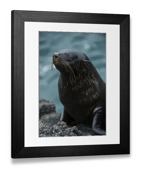 Framed Print : Galapagos Fur Seal (Arctocephalus galapagoensis) GALAPAGOS ISLANDS Framed Print : Galapagos Fur Seal (Arctocephalus galapagoensis) GALAPAGOS ISLANDS