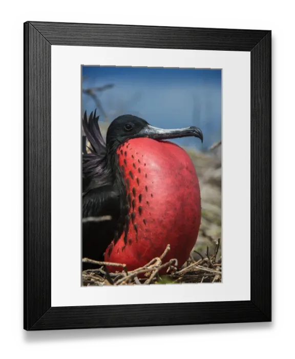 Framed Print : Magnificent Frigatebird (Fregata magnificens) Male with pouch inflated