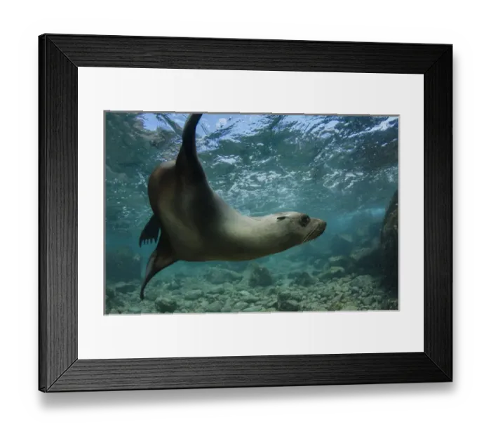 Framed Print : Galapagos Sealion (Zalophus wollebaeki) underwater GALAPAGOS, ECUADOR Framed Print : Galapagos Sealion (Zalophus wollebaeki) underwater GALAPAGOS, ECUADOR