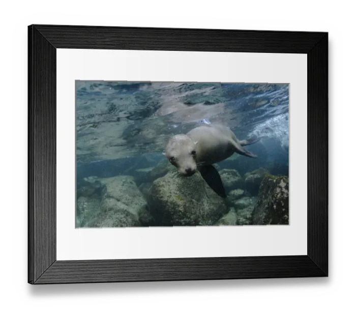 Framed Print : Galapagos Sealion (Zalophus wollebaeki) underwater GALAPAGOS, ECUADOR Framed Print : Galapagos Sealion (Zalophus wollebaeki) underwater GALAPAGOS, ECUADOR
