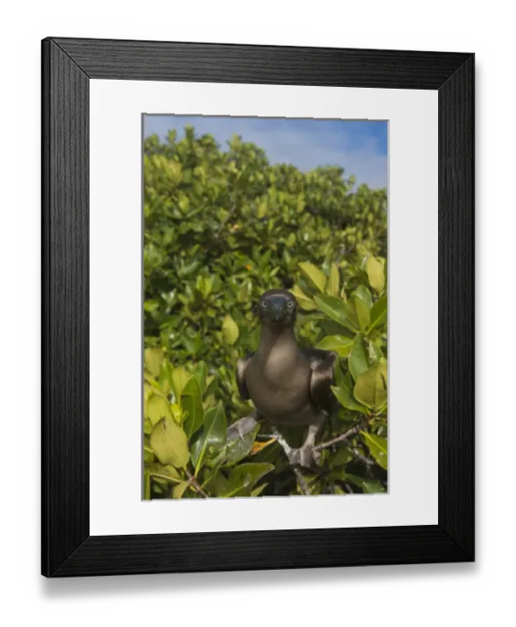 Framed Print : Red-footed Booby (Sula sula websteri) juvenile GALAPAGOS ISLANDS