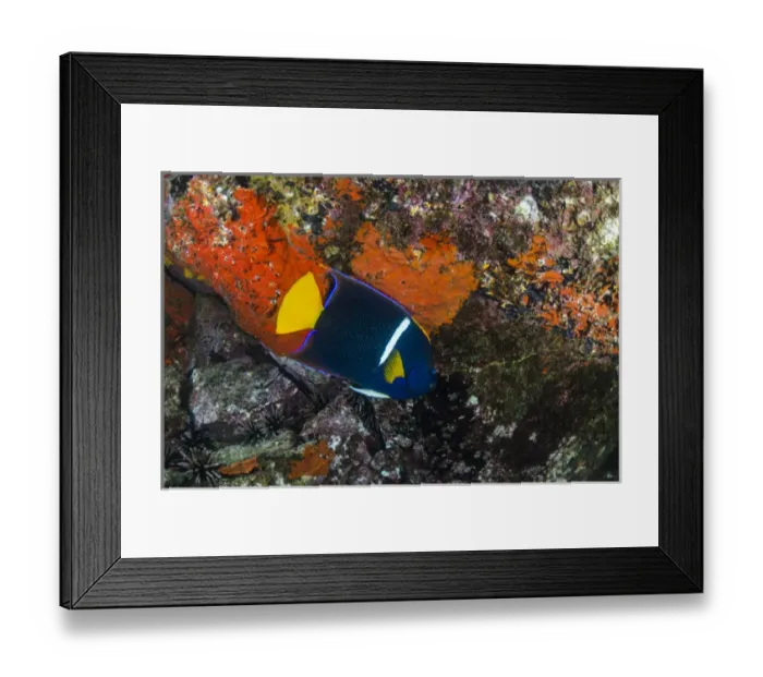 Framed Print : King Angelfish (Holacanthus passer) GALAPAGOS ISLANDS, Ecuador, South America Framed Print : King Angelfish (Holacanthus passer) GALAPAGOS ISLANDS, Ecuador, South America