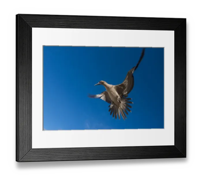 Framed Print : Red-footed Booby (Sula sula websteri) juvenile GALAPAGOS ISLANDS Framed Print : Red-footed Booby (Sula sula websteri) juvenile GALAPAGOS ISLANDS