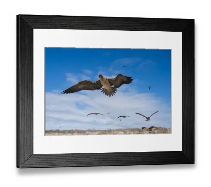 Framed Print : Red-footed Booby (Sula sula websteri) juvenile GALAPAGOS ISLANDS Framed Print : Red-footed Booby (Sula sula websteri) juvenile GALAPAGOS ISLANDS