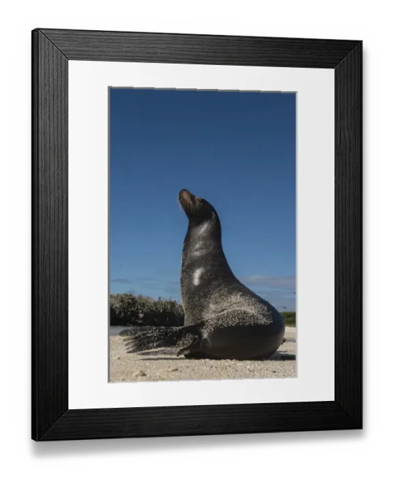 Framed Print : Galapagos Sealion (Zalophus wollebaeki) GALAPAGOS, ECUADOR. South America Framed Print : Galapagos Sealion (Zalophus wollebaeki) GALAPAGOS, ECUADOR. South America
