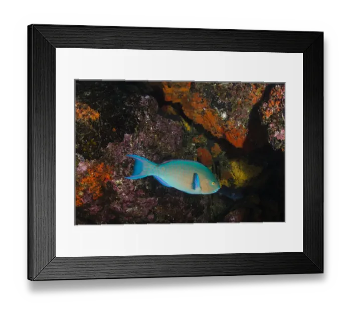Framed Print : Blue-chin Parrotfish (Scarus ghobban) GALAPAGOS ISLANDS, Ecuador, South America Framed Print : Blue-chin Parrotfish (Scarus ghobban) GALAPAGOS ISLANDS, Ecuador, South America