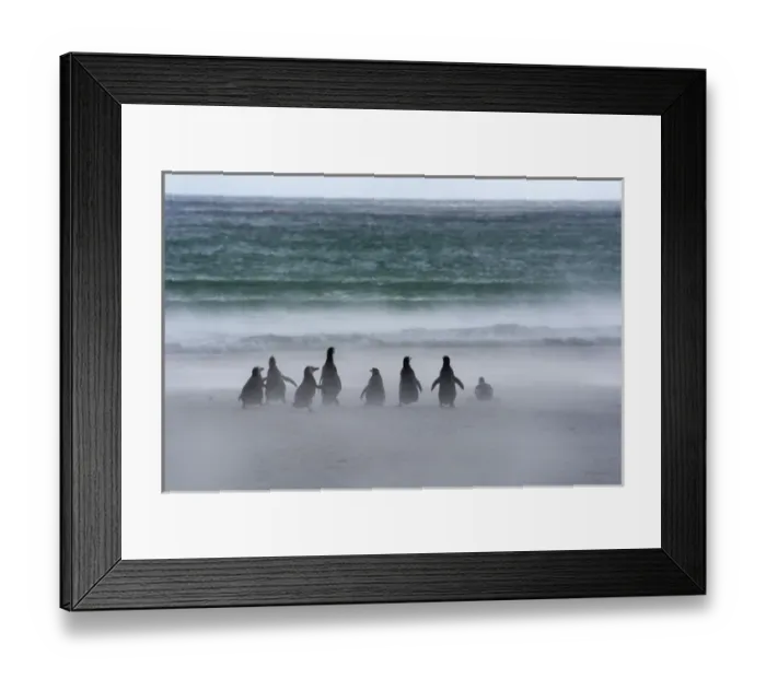 Framed Print : Falkland Islands. Saunders Island. Gentoo penguins (Pygoscelis papua) fight against