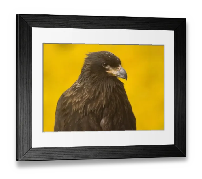 Framed Print : Close-up of a Striateed Caracara (Johnny Rook), Yellow Background, Falkland Islands Framed Print : Close-up of a Striateed Caracara (Johnny Rook), Yellow Background, Falkland Islands