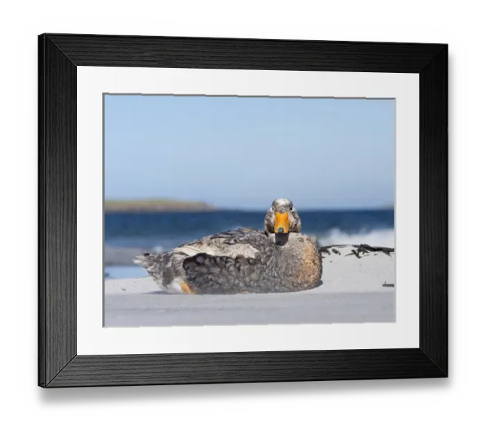 Framed Print : Falkland Flightless Steamer Duck (Tachyeres brachypterus) or Logger, an endemic duck Framed Print : Falkland Flightless Steamer Duck (Tachyeres brachypterus) or Logger, an endemic duck