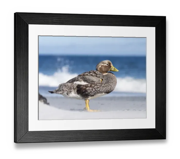 Framed Print : Falkland Flightless Steamer Duck (Tachyeres brachypterus) or Logger, an endemic duck Framed Print : Falkland Flightless Steamer Duck (Tachyeres brachypterus) or Logger, an endemic duck