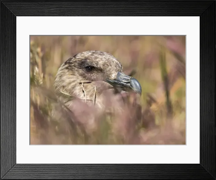 Framed Print : Falkland or Brown Skua or Subanarctic Skua (Stercorarius antarcticus, taxonomy in dispute)