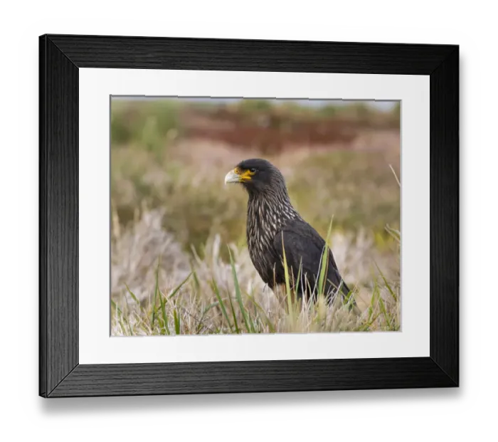Framed Print : Striated Caracara (Phalcoboenus australis) or Johnny Rook, considered as very intelligent