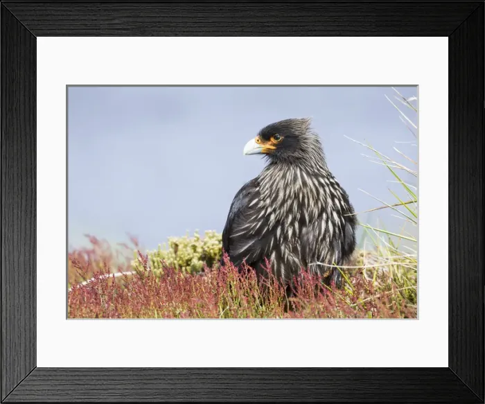 Framed Print : Striated Caracara (Phalcoboenus australis) or Johnny Rook, considered as very intelligent Framed Print : Striated Caracara (Phalcoboenus australis) or Johnny Rook, considered as very intelligent