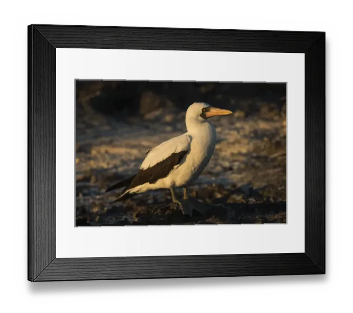 Framed Print : Nazca Booby(Sula granti) GALAPAGOS ISLANDS, ECUADOR. South America Framed Print : Nazca Booby(Sula granti) GALAPAGOS ISLANDS, ECUADOR. South America