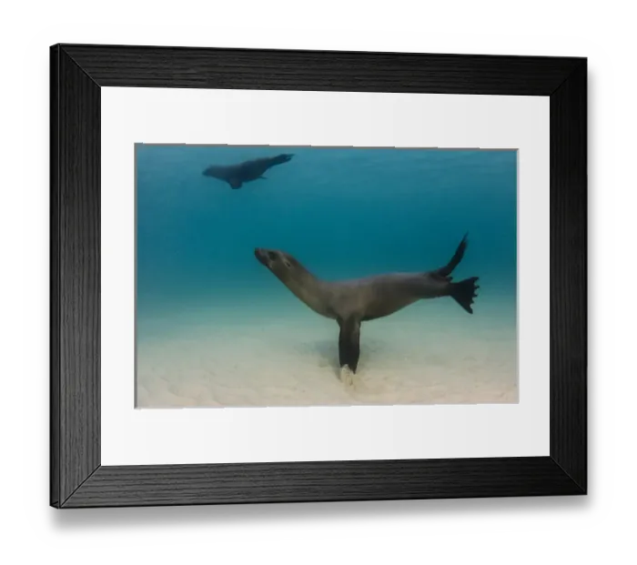 Framed Print : Galapagos Sealion (Zalophus wollebaeki) underwater GALAPAGOS, ECUADOR Framed Print : Galapagos Sealion (Zalophus wollebaeki) underwater GALAPAGOS, ECUADOR