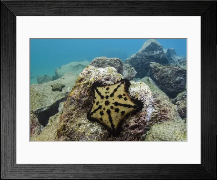 Framed Print : Chocolate Chip Starfish (Nidorelllia armata) GALAPAGOS ISLANDS, Ecuador, South Framed Print : Chocolate Chip Starfish (Nidorelllia armata) GALAPAGOS ISLANDS, Ecuador, South