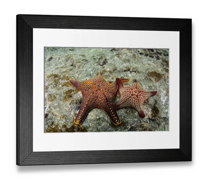 Framed Print : Panamic Cushion Star(Pentaceraster cummingi) GALAPAGOS ISLANDS, Ecuador, South